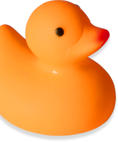 yellow duck