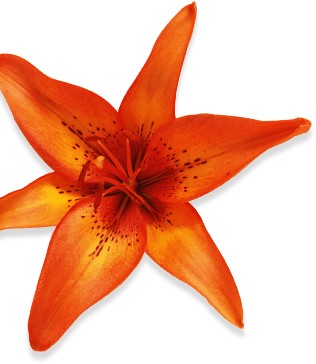 tiger lily